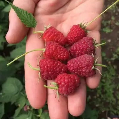 Малина ЕВРАЗИЯ в Светлогорске