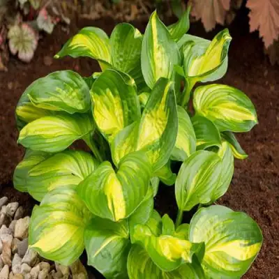 Хоста ЭМЕРАЛЬД ЧАРДЖЕР гибридная в Светлогорске