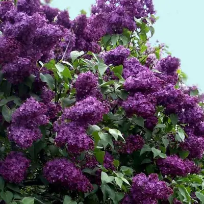 Сирень ИНДИЯ в Светлогорске