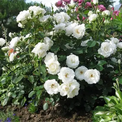 Роза АЛАБАСТЕР флорибунда в Светлогорске