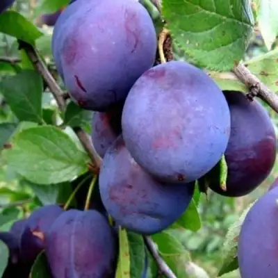 Слива ПЕРДРИГОН в Светлогорске