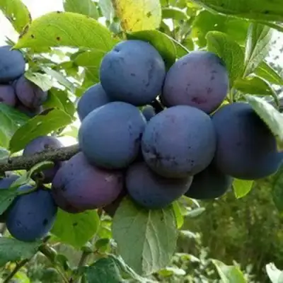 Слива КРОМАНЬ в Светлогорске