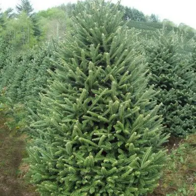 Пихта ФРАЗЕРА в Светлогорске