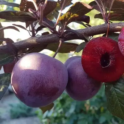 Слива ПАННА в Светлогорске