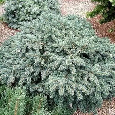 Ель НАНА сизая в Светлогорске