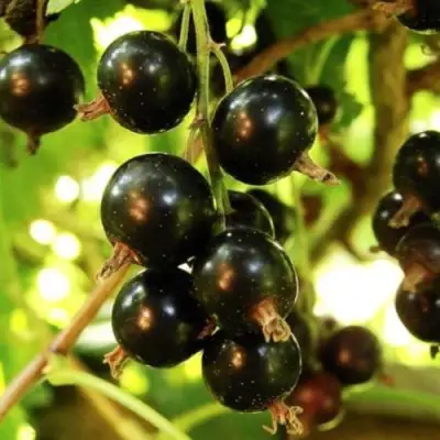 Смородина чёрная НАРА в Светлогорске