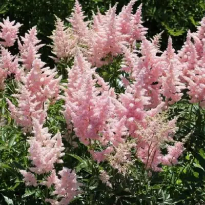 Астильба ГЛИТТЕР ЭНД ГЛАМУР китайская в Светлогорске