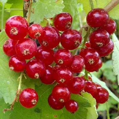 Смородина красная РОНДОМ в Светлогорске