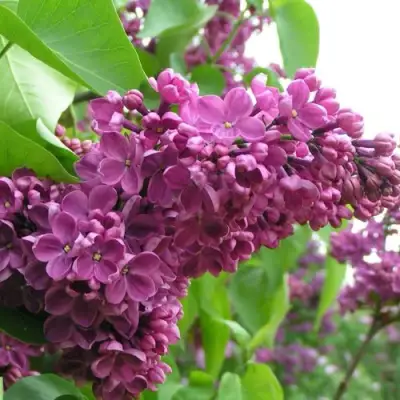 Сирень ДЕНЬ ПОБЕДЫ в Светлогорске