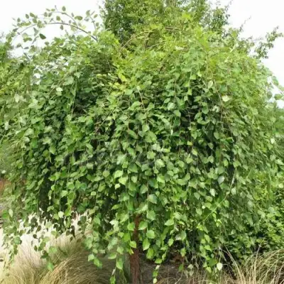 Береза САММЕР КАСКАД черная в Светлогорске