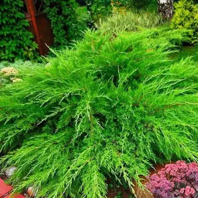 Можжевельник МИНТ ДЖУЛЕП средний в Светлогорске