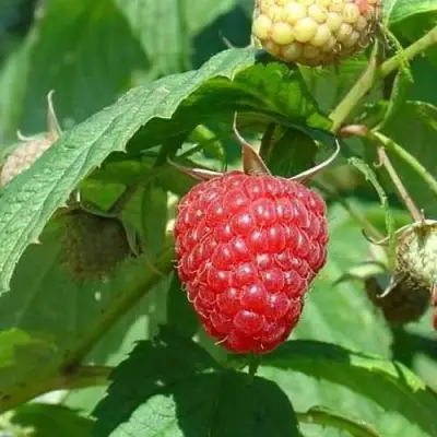 Малина КВЕЛЛИ в Светлогорске