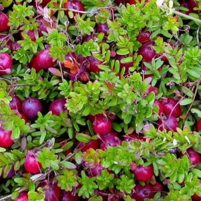 Клюква ПИЛИГРИМ в Светлогорске