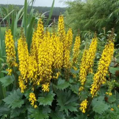 Бузульник ПРЖЕВАЛЬСКОГО в Светлогорске