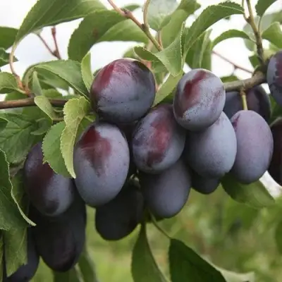 Слива РЕНКЛОД в Светлогорске