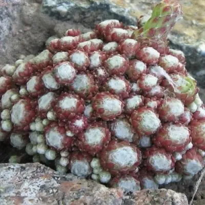 Молодило ГНАФАЛИУМ в Светлогорске