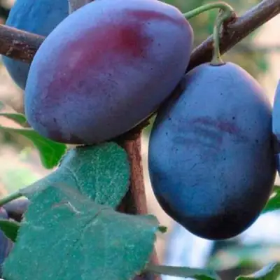 Слива СМОЛИНКА в Светлогорске