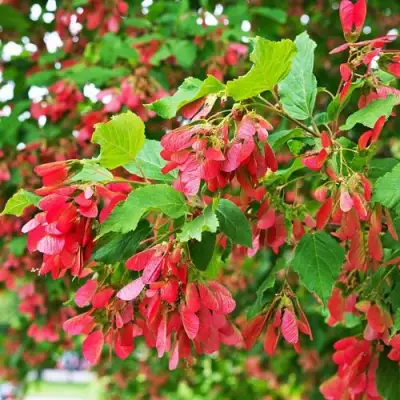 Клен татарский в Светлогорске