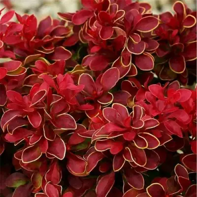 Барбарис РЕД ХОТ ЧИЛИ тунберга в Светлогорске