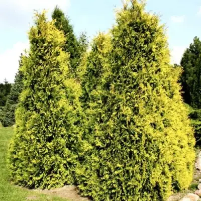 Туя САЛЛАНД западная в Светлогорске
