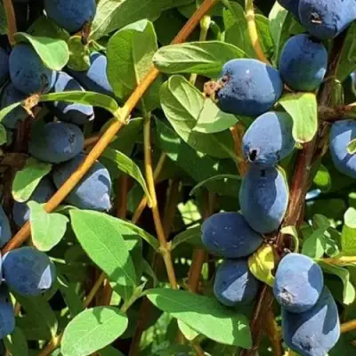 Жимолость съедобная КЛУБНИЧНАЯ СЕНСАЦИЯ в Светлогорске