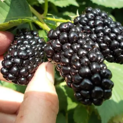 Ежевика НАТЧЕЗ бесшипная  в Светлогорске