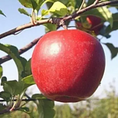 Яблоня ЛИГОЛ в Светлогорске