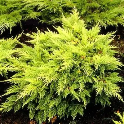 Можжевельник МОРДИГАН ГОЛД средний в Светлогорске