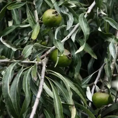 Груша ИВОЛИСТНАЯ в Светлогорске