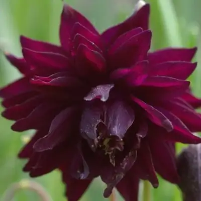 Аквилегия БАРЛОУ БОРДО обыкновенная в Светлогорске