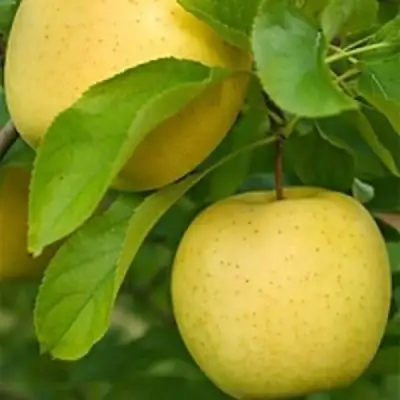 Яблоня АНАНАС в Светлогорске