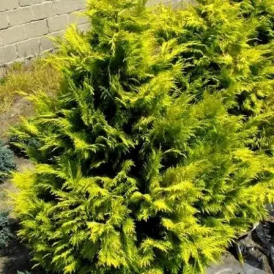 Кипарисовик ГОЛДЕН ВОНДЕР лавсона в Светлогорске