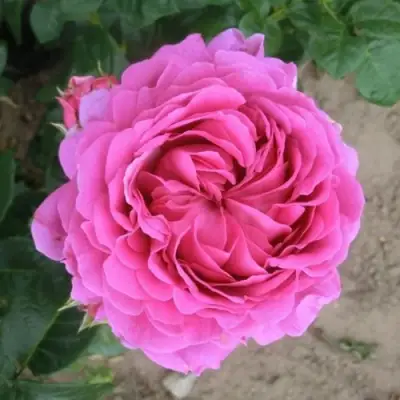 Роза АНУШКА чайно-гибридная в Светлогорске