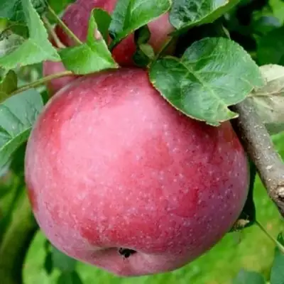 Яблоня ЕСЕНИЯ колонновидная в Светлогорске