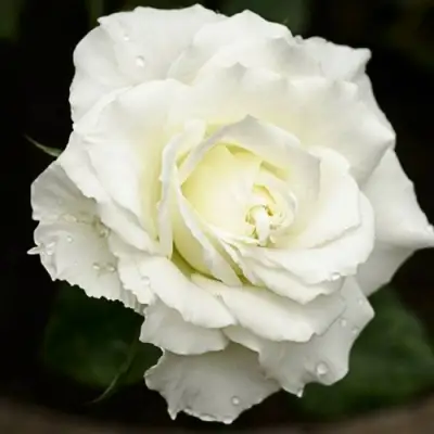 Роза МОНДИАЛЬ чайно-гибридная в Светлогорске