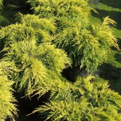 Можжевельник КИНГ ОФ СПРИНГ средний в Светлогорске