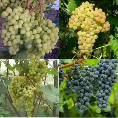 Комплект ВИНОГРАДНАЯ РАДУГА в Светлогорске