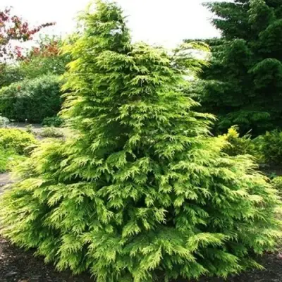 Кипарисовик САНКИСТ лавсона в Светлогорске