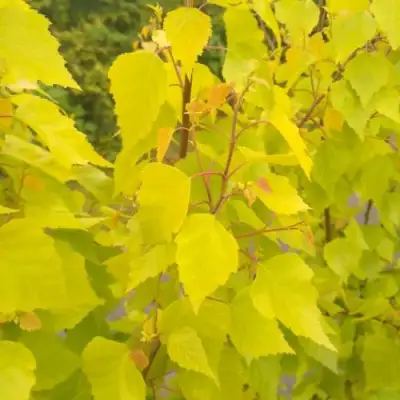 Берёза ГОЛДЕН ОБЕЛИСК повислая  в Светлогорске