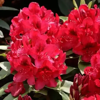 Рододендрон МАТАДОР в Светлогорске