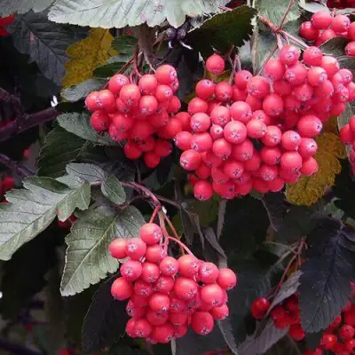 Рябина БОЯРЫШНИКОПЛОДНАЯ сладкоплодная в Светлогорске