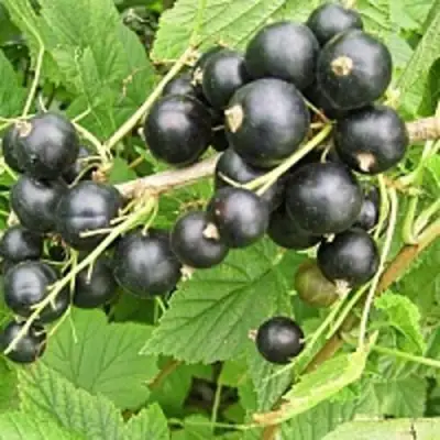 Смородина чёрная ЧЁРНЫЙ АИСТ в Светлогорске