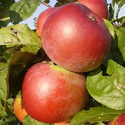 Яблоня АКСАМИТ в Светлогорске