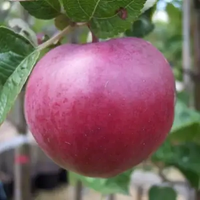 Яблоня НОРИС в Светлогорске