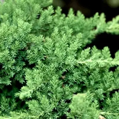 Можжевельник НАНА лежачий в Светлогорске