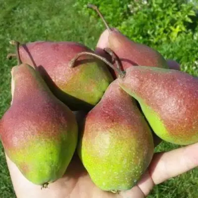 Груша ЯКОВЛЕВСКАЯ в Светлогорске