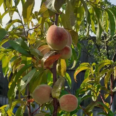 Персик ЕЛГАВСКИЙ в Светлогорске
