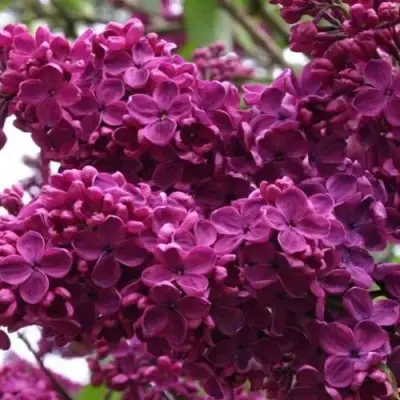 Сирень ЧАРЛЬЗ ДЖОЛИ в Светлогорске