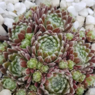 Молодило МОРКЕРС МЕРИТ в Светлогорске