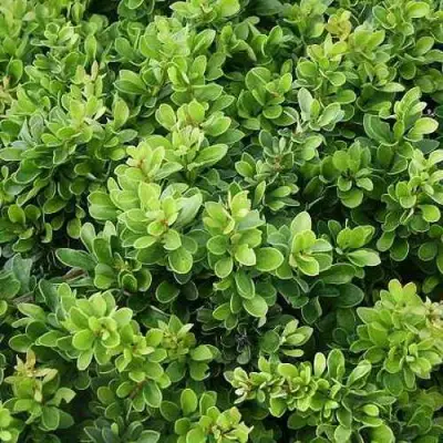 Барбарис КОБОЛЬД тунберга в Светлогорске